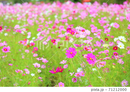 秋の公園　コスモスの花 71212000