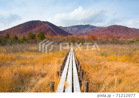 栗駒山の草紅葉の世界谷地と木道 栗駒山の草紅葉の世界谷地と木道 71212077