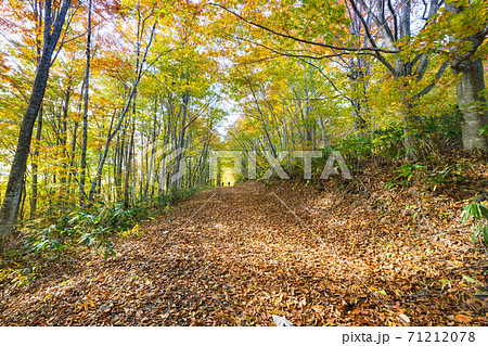 栗駒山世界谷地へ紅葉のトンネルと木漏れ日の道 栗駒山世界谷地へ紅葉のトンネルと木漏れ日の道 71212078
