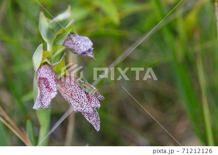 Green Meadow Grasshopper On Wild Flower (Chorthippus sp.) Green Meadow Grasshopper On Wild Flower (Chorthippus sp.) 71212126