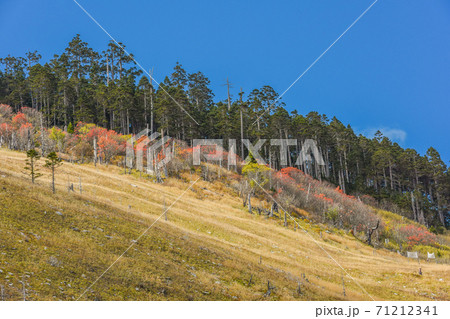 台湾 林 森 71212341