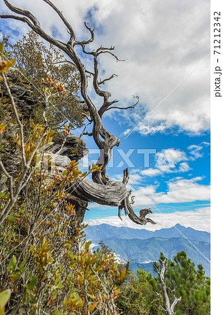 台湾 林 森 71212342