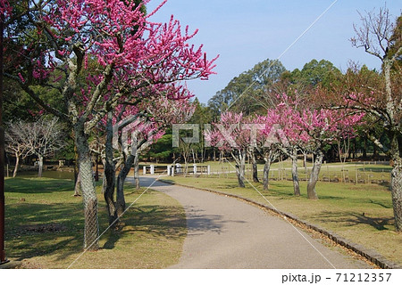 片岡梅林の風景 71212357