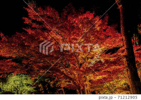 紅葉のライトアップ 天守閣自然公園 仙台市太白区の写真素材