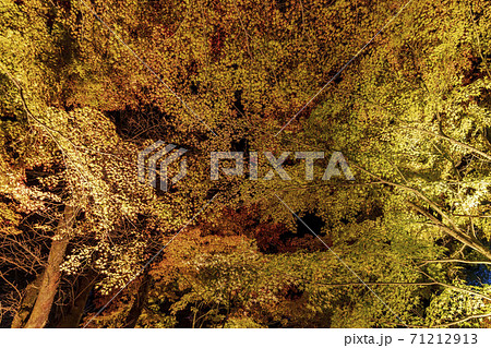 紅葉のライトアップ 天守閣自然公園 仙台市太白区の写真素材