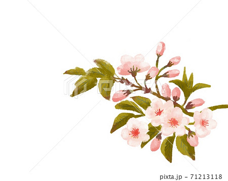 水彩塗り 枝付き葉桜のワンポイントフレーム 白のイラスト素材