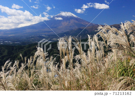 秋の丹沢大野山　ススキ越しの富士山 71213162