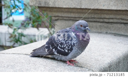「鳩一羽」 「鳩一羽」 71213185