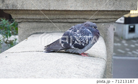 寝てる鳩 の写真素材