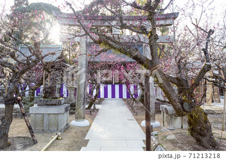北野天満宮末社、一之保神社・奇御魂神社の紅白梅 北野天満宮末社、一之保神社・奇御魂神社の紅白梅 71213218