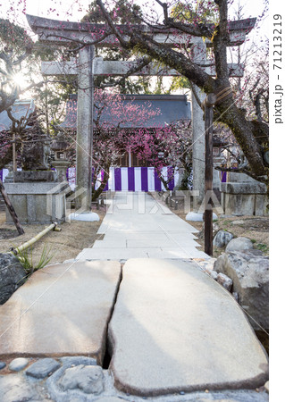 北野天満宮末社、一之保神社・奇御魂神社の紅白梅 北野天満宮末社、一之保神社・奇御魂神社の紅白梅 71213219
