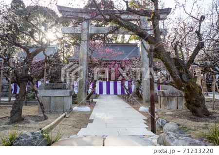 北野天満宮末社、一之保神社・奇御魂神社の紅白梅 71213220