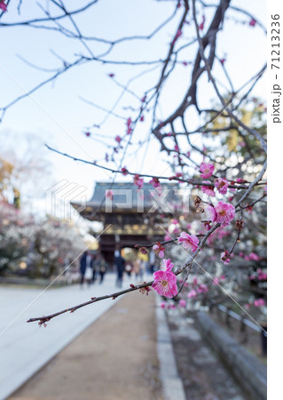 北野天満宮、楼門に続く参道に満開の紅梅 71213236