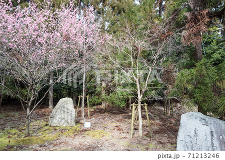 嵯峨野の早春、歌碑の佇む「長神の杜」の梅園が満開 71213246