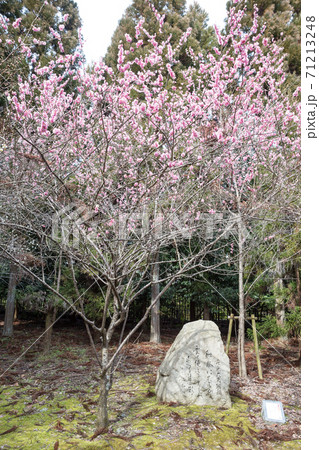 嵯峨野の早春、歌碑の佇む「長神の杜」の梅園が満開 嵯峨野の早春、歌碑の佇む「長神の杜」の梅園が満開 71213248