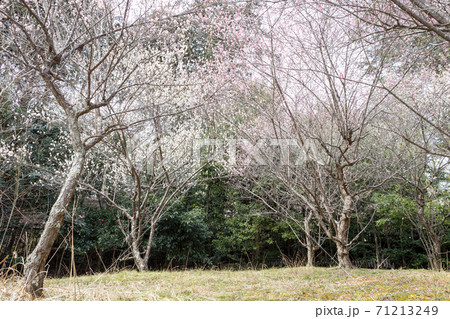 嵯峨野の早春、歌碑の佇む「長神の杜」の梅園が満開 71213249