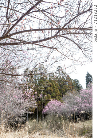 嵯峨野の早春、歌碑の佇む「長神の杜」の梅園が満開 71213252