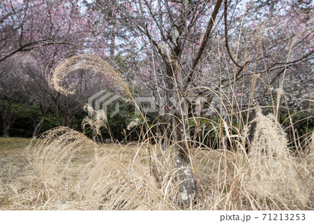 嵯峨野の早春、歌碑の佇む「長神の杜」の梅園にススキ 嵯峨野の早春、歌碑の佇む「長神の杜」の梅園にススキ 71213253