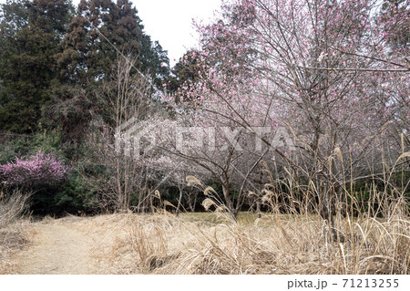 嵯峨野の早春、歌碑の佇む「長神の杜」の梅園に満開の紅白梅 嵯峨野の早春、歌碑の佇む「長神の杜」の梅園に満開の紅白梅 71213255