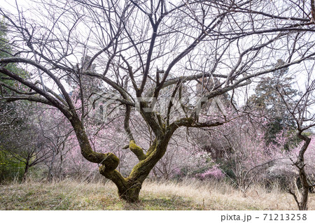 嵯峨野の早春、歌碑の佇む「長神の杜」の梅園に満開の紅白梅と見事な枝振り 71213258