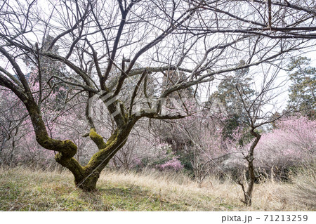 嵯峨野の早春、歌碑の佇む「長神の杜」の梅園に満開の紅白梅と見事な枝振り 71213259
