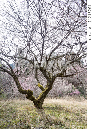 嵯峨野の早春、歌碑の佇む「長神の杜」の梅園に満開の紅白梅と見事な枝振り 71213261