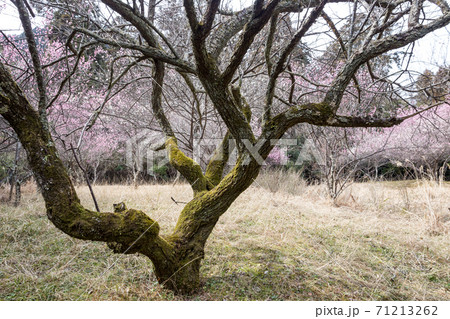嵯峨野の早春、歌碑の佇む「長神の杜」の梅園に満開の紅白梅と見事な枝振り 71213262