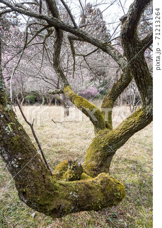 嵯峨野の早春、歌碑の佇む「長神の杜」の梅園に満開の紅白梅と苔むした枝振り 71213264