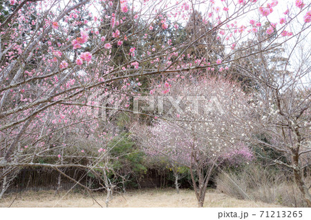 嵯峨野の早春、歌碑の佇む「長神の杜」の梅園に満開の紅白梅 71213265
