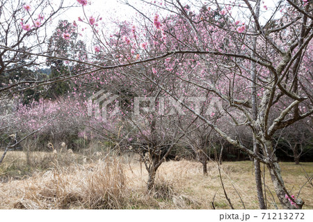 嵯峨野の早春、歌碑の佇む「長神の杜」の梅園に満開の紅白梅が枯野を春に変える 71213272