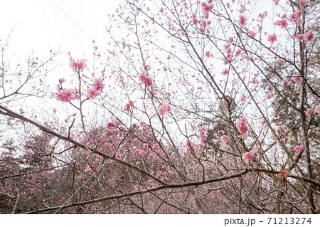 嵯峨野の早春、歌碑の佇む「長神の杜」の梅園に満開の紅白梅が花曇りの空を覆う 71213274
