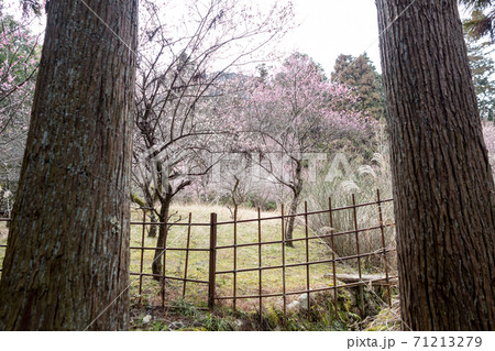 嵯峨野の早春、歌碑の佇む「長神の杜」の梅園に満開の紅白梅を二本の杉の間から眺める 嵯峨野の早春、歌碑の佇む「長神の杜」の梅園に満開の紅白梅を二本の杉の間から眺める 71213279