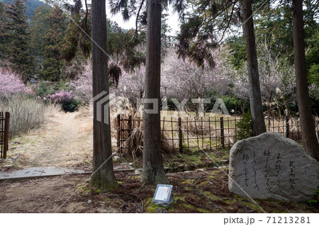 嵯峨野の早春、杉林に式子内親王の歌碑が佇む「長神の杜」、梅園には満開の紅白梅 71213281