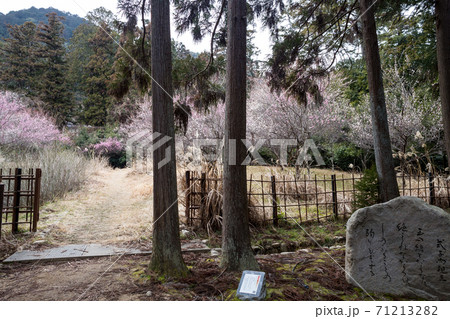 嵯峨野の早春、杉林に式子内親王の歌碑が佇む「長神の杜」、梅園には満開の紅白梅 71213282