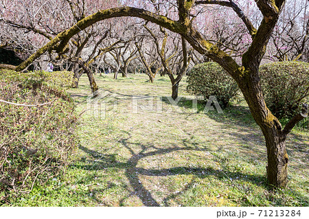 京都府立植物園、梅園へのゲートのような枝ぶりに樹影 71213284