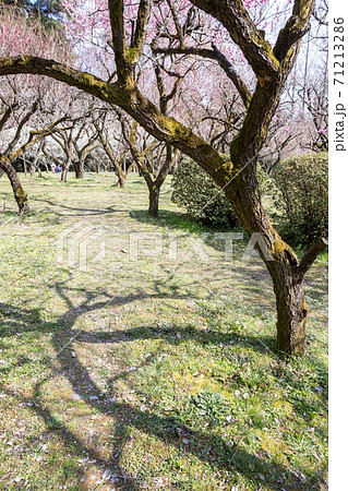 京都府立植物園、梅園へのゲートのような枝ぶりに樹影 京都府立植物園、梅園へのゲートのような枝ぶりに樹影 71213286