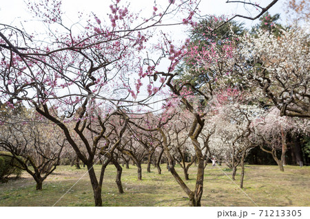 京都府立植物園、梅園に満開の紅白梅が春の到来を告げる 京都府立植物園、梅園に満開の紅白梅が春の到来を告げる 71213305