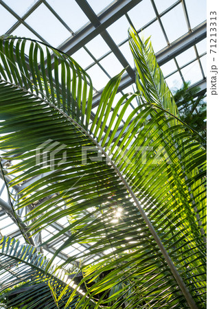 京都府立植物園 観覧温室ジャングル室の鮮やかな緑から光が漏れるの写真素材