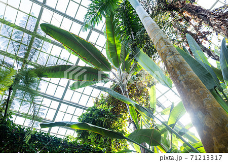 京都府立植物園 光が満ち溢れる観覧温室ジャングル室の写真素材