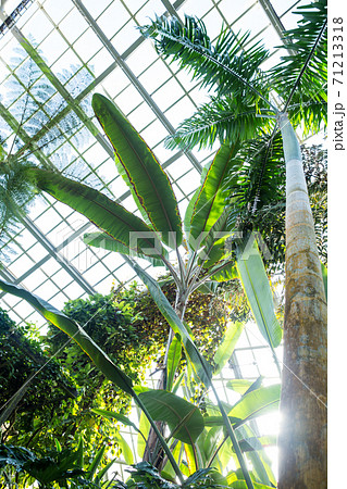 京都府立植物園 光が満ち溢れる観覧温室ジャングル室の写真素材