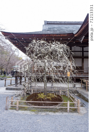 天龍寺境内の春、多宝殿前の白しだれ梅 天龍寺境内の春、多宝殿前の白しだれ梅 71213331