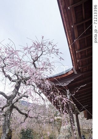 天龍寺境内の春、多宝殿前の紅白しだれ梅 天龍寺境内の春、多宝殿前の紅白しだれ梅 71213396