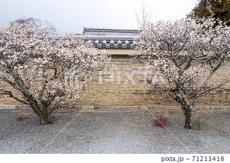 天龍寺境内の春、瓦土塀の続く参道に満開の白梅 天龍寺境内の春、瓦土塀の続く参道に満開の白梅 71213418