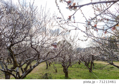 大覚寺門跡、多宝塔の覗く梅園に満開の白梅 71213461