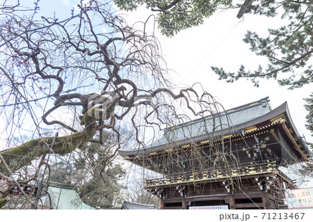 北野天満宮、初春の楼門と冬木立 71213467