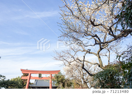梅宮大社、春曇の空に立つ一の鳥居と参道に満開の白梅 71213480