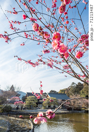 梅宮大社、東神苑の咲耶池ほとりに満開の紅梅 71213487