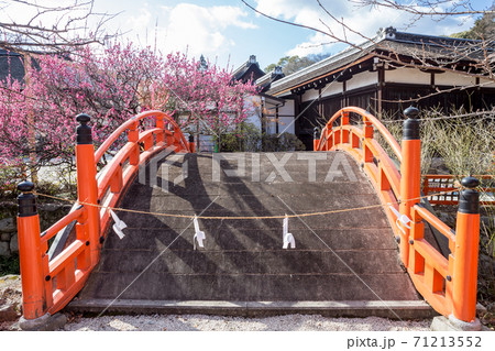 下鴨神社、満開に咲く「光琳の梅」と「輪橋」 71213552