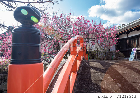 下鴨神社、春の日差しを受ける「輪橋」と「光琳の梅」 71213553