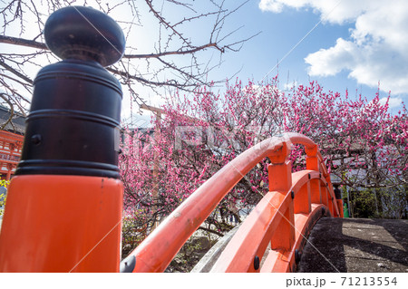 下鴨神社、春の日差しを受ける「輪橋」と「光琳の梅」 71213554
